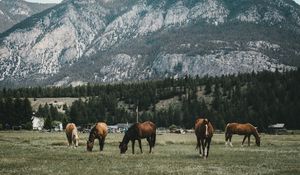 Preview wallpaper pasture, horses, mountains