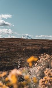 Preview wallpaper pasture, mountain, peak, flowers, landscape