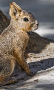 Preview wallpaper patagonian mara, rodent, animal, wild animal, shadows