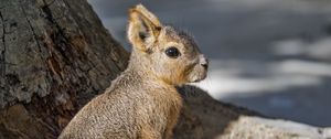 Preview wallpaper patagonian mara, rodent, animal, wild animal, shadows