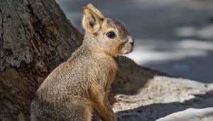 Preview wallpaper patagonian mara, rodent, animal, wild animal, shadows