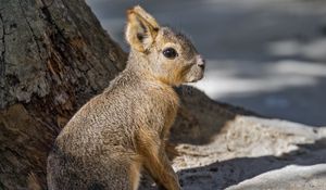 Preview wallpaper patagonian mara, rodent, animal, wild animal, shadows