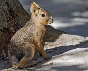 Preview wallpaper patagonian mara, rodent, animal, wild animal, shadows