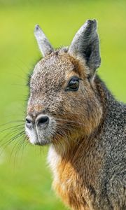 Preview wallpaper patagonian mara, rodent, animal, wild animal