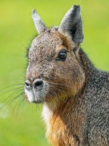 Preview wallpaper patagonian mara, rodent, animal, wild animal