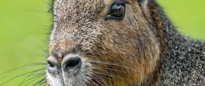 Preview wallpaper patagonian mara, rodent, animal, wild animal