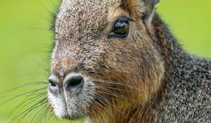 Preview wallpaper patagonian mara, rodent, animal, wild animal