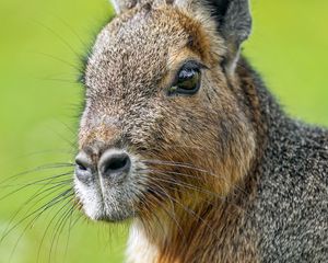 Preview wallpaper patagonian mara, rodent, animal, wild animal