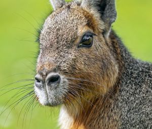 Preview wallpaper patagonian mara, rodent, animal, wild animal