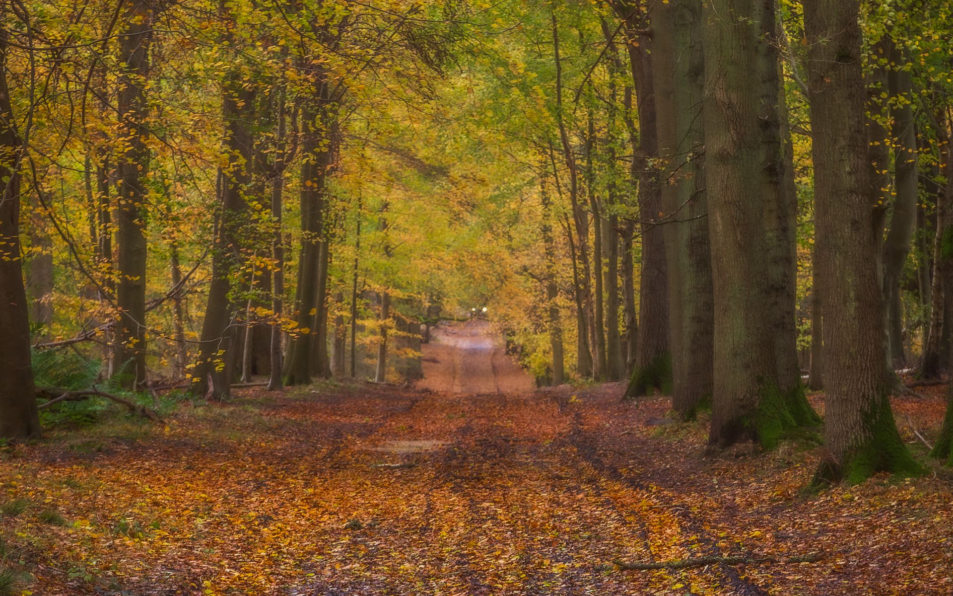 1920x1200 Wallpaper path, alley, trees, fallen leaves, autumn