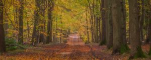 Preview wallpaper path, alley, trees, fallen leaves, autumn