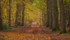 Preview wallpaper path, alley, trees, fallen leaves, autumn