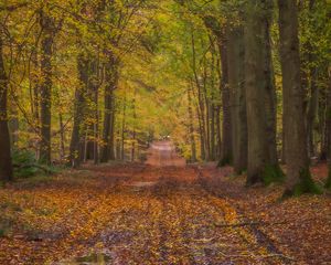 Preview wallpaper path, alley, trees, fallen leaves, autumn