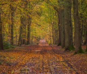 Preview wallpaper path, alley, trees, fallen leaves, autumn