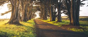 Preview wallpaper path, alley, trees, greens, empty, morning