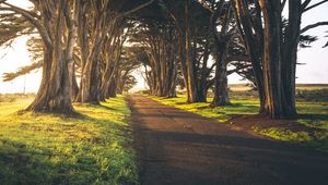 Preview wallpaper path, alley, trees, greens, empty, morning