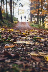 Preview wallpaper path, autumn, nature, silhouettes, walk