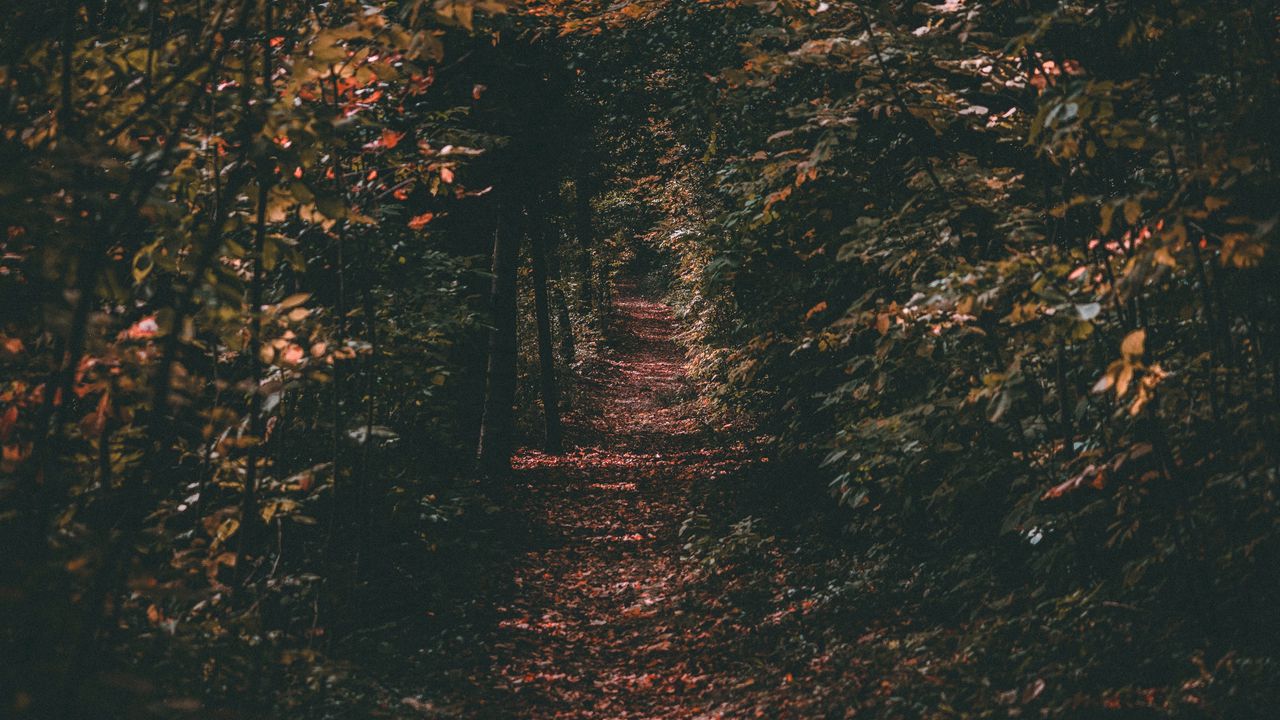 Wallpaper path, autumn, trees, foliage