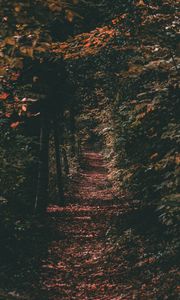 Preview wallpaper path, autumn, trees, foliage