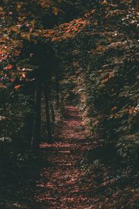Preview wallpaper path, autumn, trees, foliage