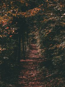 Preview wallpaper path, autumn, trees, foliage