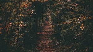 Preview wallpaper path, autumn, trees, foliage