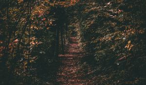 Preview wallpaper path, autumn, trees, foliage