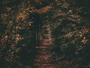 Preview wallpaper path, autumn, trees, foliage