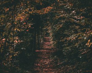 Preview wallpaper path, autumn, trees, foliage