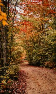 Preview wallpaper path, autumn, trees, forest