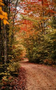 Preview wallpaper path, autumn, trees, forest