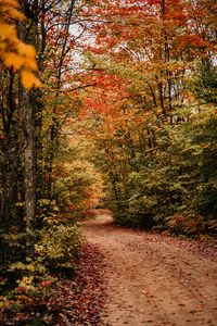 Preview wallpaper path, autumn, trees, forest