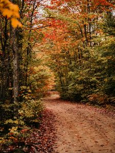 Preview wallpaper path, autumn, trees, forest