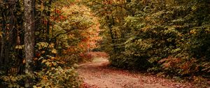 Preview wallpaper path, autumn, trees, forest