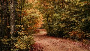 Preview wallpaper path, autumn, trees, forest