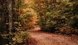 Preview wallpaper path, autumn, trees, forest