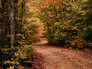Preview wallpaper path, autumn, trees, forest