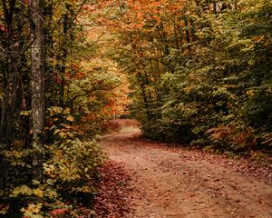 Preview wallpaper path, autumn, trees, forest