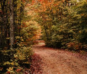 Preview wallpaper path, autumn, trees, forest