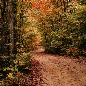 Preview wallpaper path, autumn, trees, forest