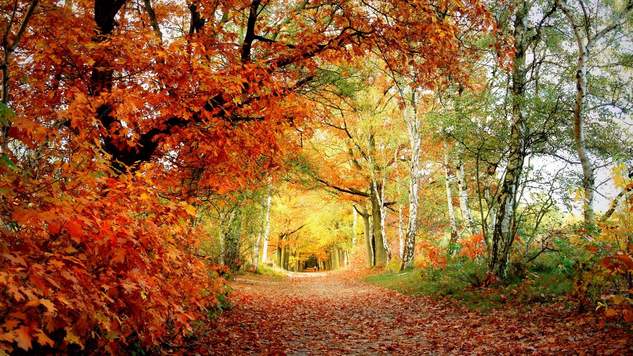 Wallpaper path, autumn, trees, oak, birches, leaves
