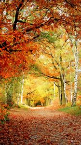 Preview wallpaper path, autumn, trees, oak, birches, leaves