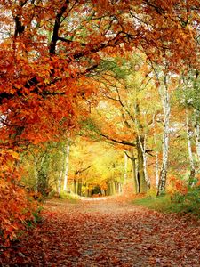 Preview wallpaper path, autumn, trees, oak, birches, leaves