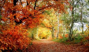 Preview wallpaper path, autumn, trees, oak, birches, leaves