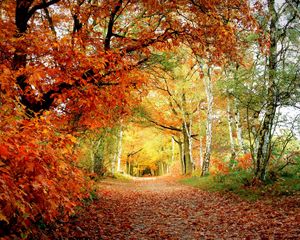 Preview wallpaper path, autumn, trees, oak, birches, leaves