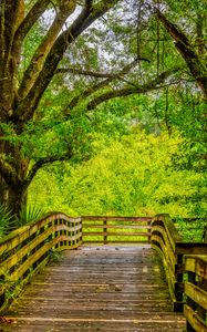 Preview wallpaper path, boards, trees