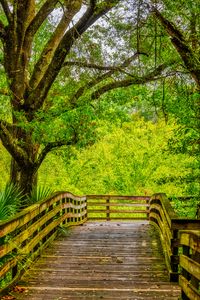 Preview wallpaper path, boards, trees