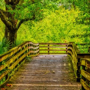 Preview wallpaper path, boards, trees