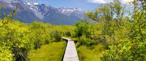 Preview wallpaper path, bushes, mountains, landscape