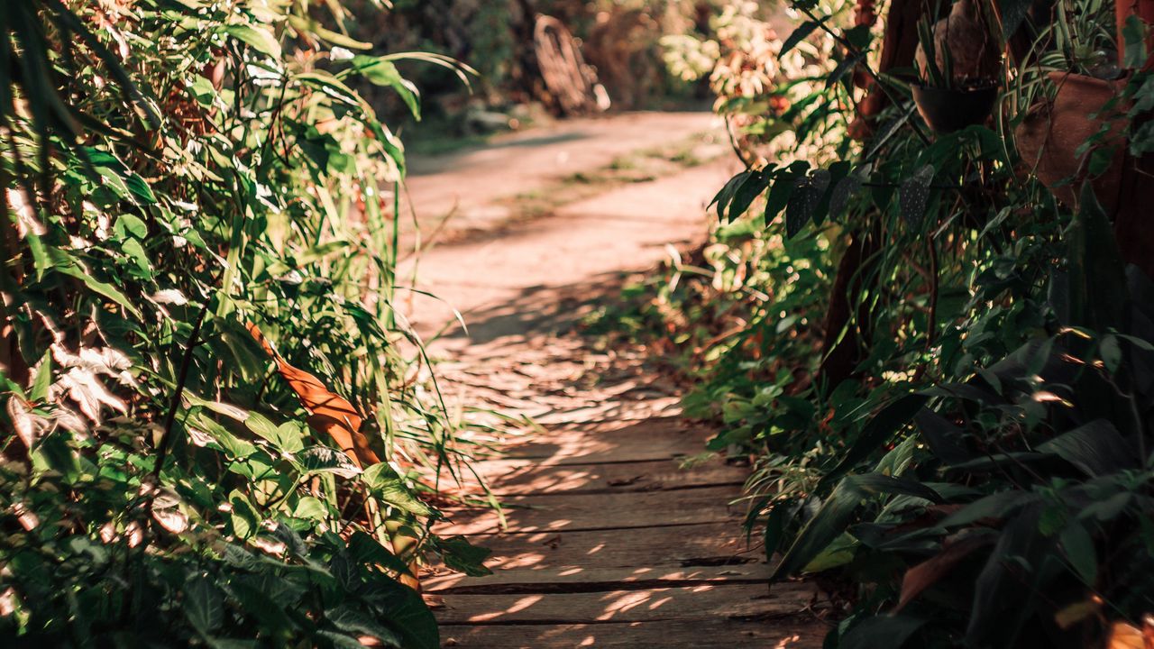 Wallpaper path, bushes, plants, nature